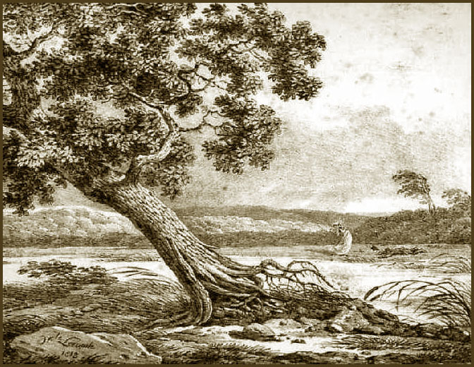 Illustration : le ch�ne et le roseau